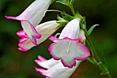 PENSTEMON PENSHAM LAURA