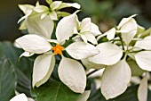 VIRGIN TREE, WHITE MUSSAENDA