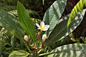 PLUMERIA RUBRA