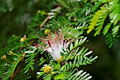 CALLIANDRA SURINAMENSIS