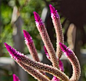 CELOSIA ARGENTIA SPICATA