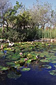 LILY POND AT THE ANTIQUE ROSE EMPORIUM, TEXAS