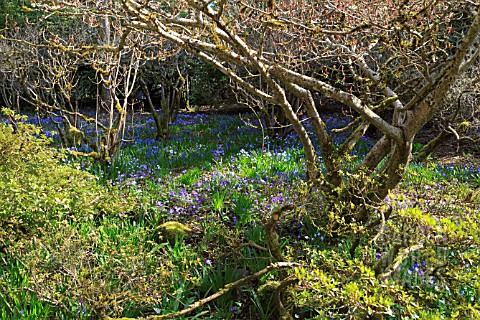 BUTCHART_GARDENS_HYACINTHOIDES_AND_ANEMONE_IN_SPRING