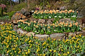 SPRING BULBS IN RAISED BEDS AT BUTCHART GARDENS