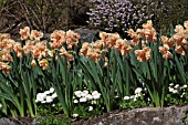 SPRING BULBS IN RAISED BEDS AT BUTCHART GARDENS