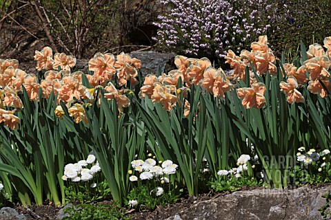 SPRING_BULBS_IN_RAISED_BEDS_AT_BUTCHART_GARDENS