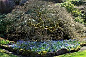 ACER PALMATUM WITH HYACINTHOIDES