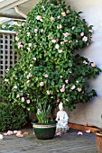 PINK CAMELLIA IN A SMALL COURTYARD GARDEN