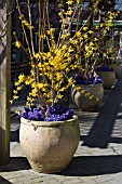 A ROW OF LARGE POTS WITH FORSYTHIA AND HYACINTH
