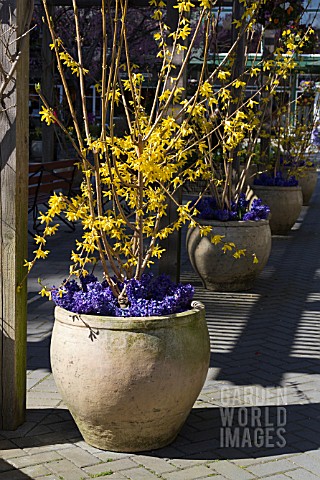 A_ROW_OF_LARGE_POTS_WITH_FORSYTHIA_AND_HYACINTH