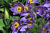 PULSATILLA VULGARIS