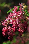 RIBES SANGUINEUM