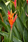 HELICONIA PSITTACORUM