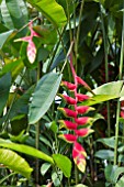 HELICONIA ROSTRATA