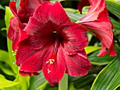 HIPPEASTRUM, AMARYLLIS