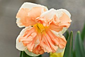 NARCISSUS, SPLIT CUP DAFFODIL
