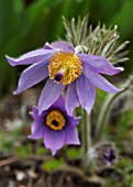 PULSATILLA VULGARIS