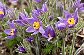 PULSATILLA VULGARIS