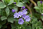 PRIMULA MARGINATA, HOLDEN VARIETY