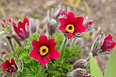 PULSATILLA VULGARIS RUBRA