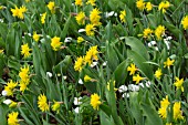 NARCISSUS RIP VAN WINKLE AND BELLIS PERENNIS