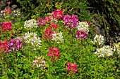 CLEOME HOUTTEANA