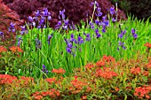 IRIS SIBIRICA WITH EUPHORBIA GRIFFITHII