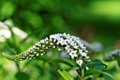 LYSIMACHIA CLETHROIDES