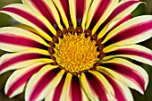 GAZANIA RIGENS TIGER STRIPES