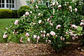 HIBISCUS MUTABILIS