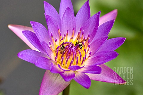 BEES_GATHER_POLLEN_FROM_PURPLE_WATERLILY_NYMPHAEA