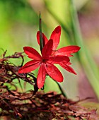 SCHIZOSTYLIS COCCINEA MAJOR