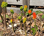 ARUM ITALICUM