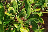 PERSEA BORBONIA WITH GALLS OF RED BAY PSYLLID