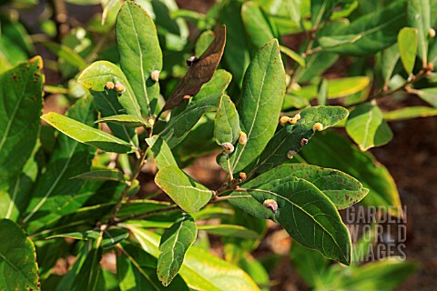 PERSEA_BORBONIA_WITH_GALLS_OF_RED_BAY_PSYLLID