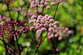 ANGELICA GIGAS