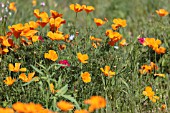 ESCHSCHOLZIA CALIFORNICA