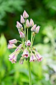 NECTAROSCORDUM SICULUM