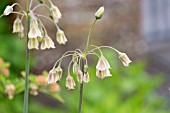 NECTAROSCORDUM SICULUM