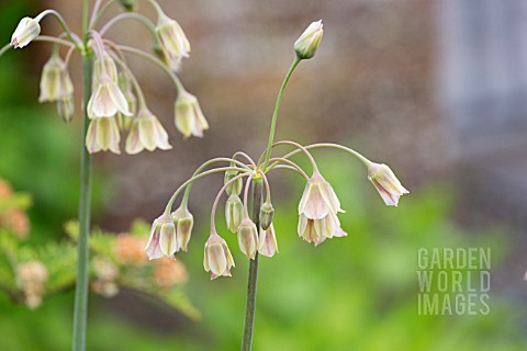 NECTAROSCORDUM_SICULUM