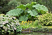 HOLEHIRD GARDENS, GUNNERA