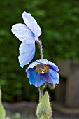 MECONOPSIS GEORGE SHERRIFF