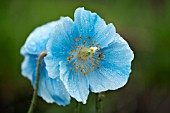 MECONOPSIS FERTILE BLUE GROUP MILDRED