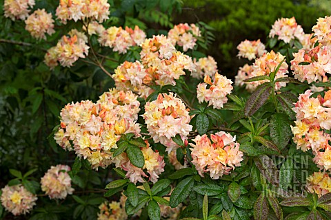 RHODODENDRON_CANNONS_DOUBLE