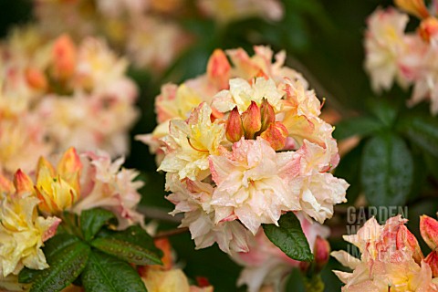 RHODODENDRON_CANNONS_DOUBLE