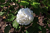 ROSA BOULE DE NEIGE