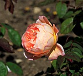 ROSA LADY EMMA HAMILTON