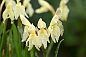 ROSCOEA CAUTLEYOIDES