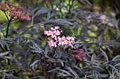 SAMBUCUS NIGRA EVA, (SYN. SAMBUCUS NIGRA BLACK LACE)