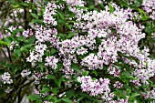 SYRINGA PUBESCENS MISS KIM